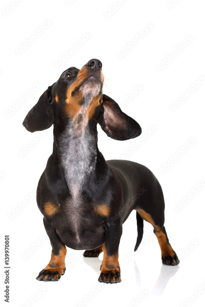 dachshund or sausage dog looking up