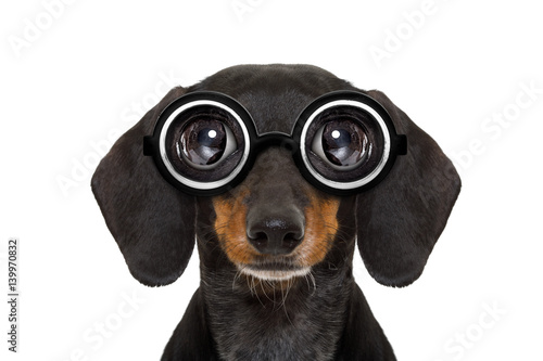 dumb nerd silly dachshund © Javier brosch