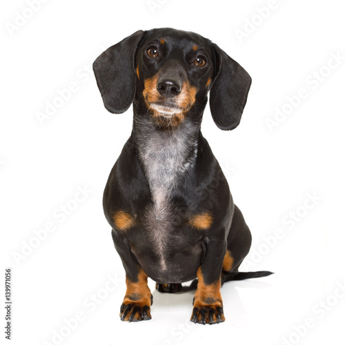 sitting dachshund or sausage dog © Javier brosch