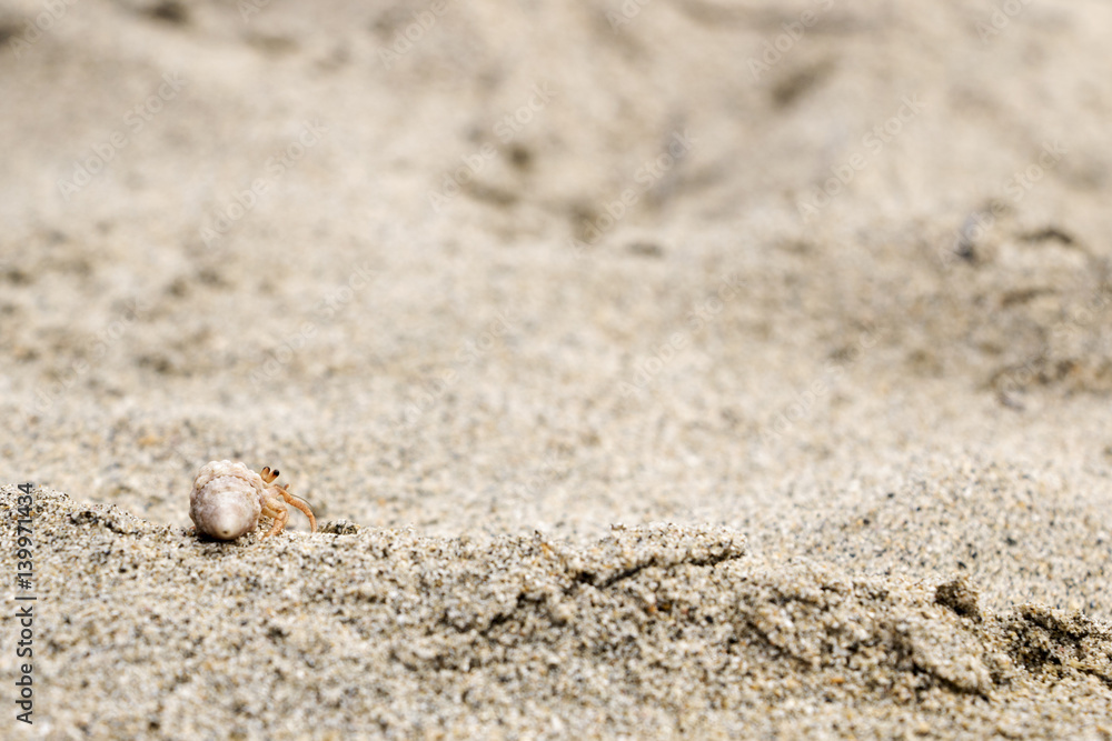 Small Hermit Crab in a pointed conch shell walking away