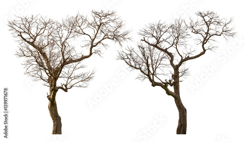 Dead tree