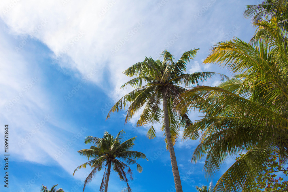 Palm tree and cloudy sky tropical island photo. Sunny exotic summer card
