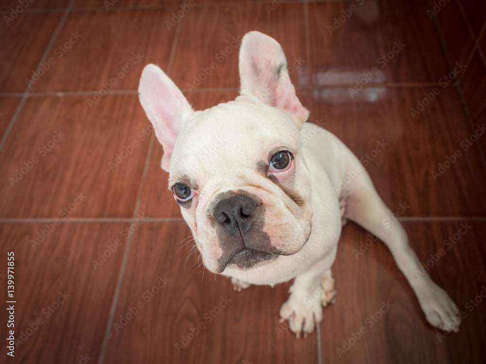 French bulldog playing on the ground French bulldog playing on the ground