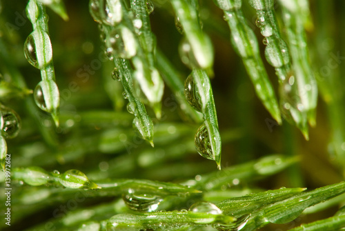 image of fir branches with water drops,
