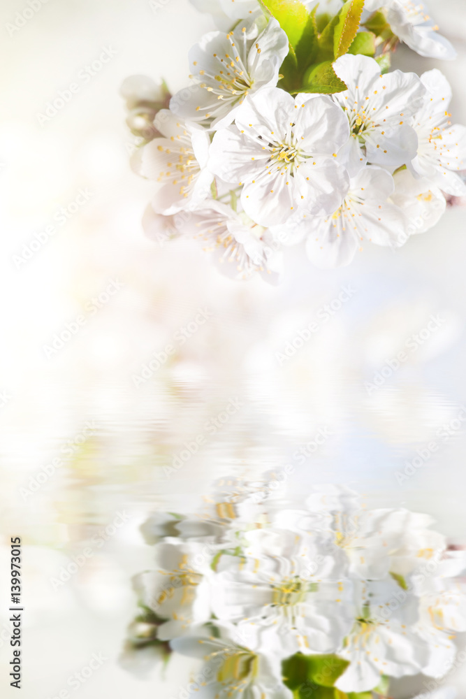 cherry flower background cherry flower background