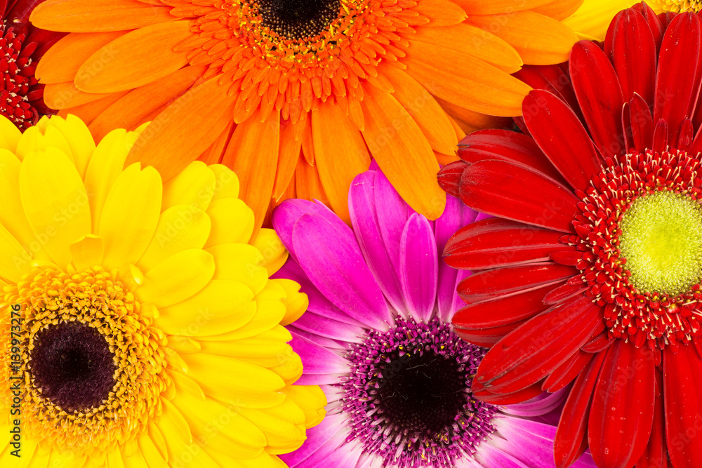 bouquet of gerberas bouquet of gerberas