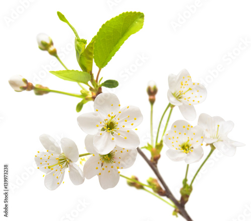 A branch of cherry blossoms