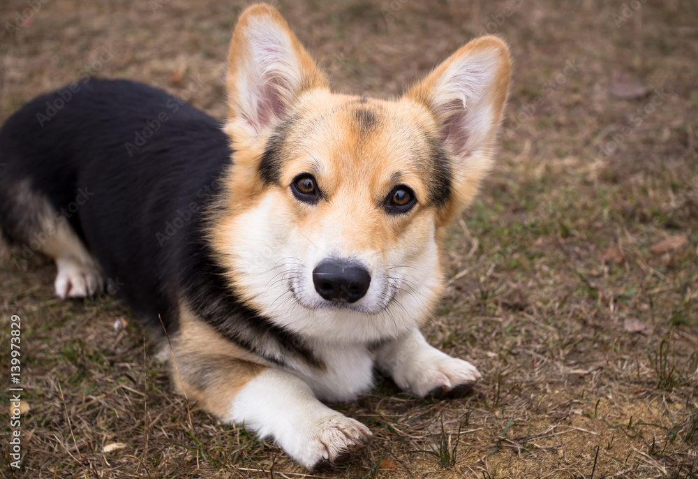 The dog is on a walk. Spring season. The dog is on a walk. Spring season.