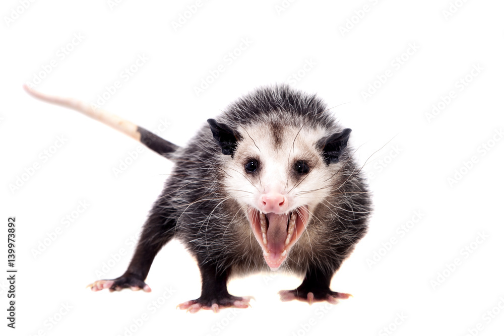 The Virginia opossum, Didelphis virginiana, on white - obrazy, fototapety, plakaty 