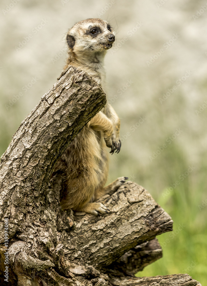 funny marmot funny marmot