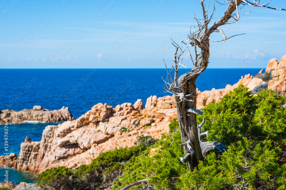 Pine tree by the sea in Sardinia