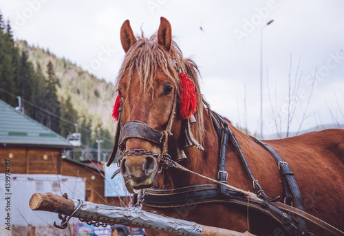 Гнедая деревенская лошадь в упряжке