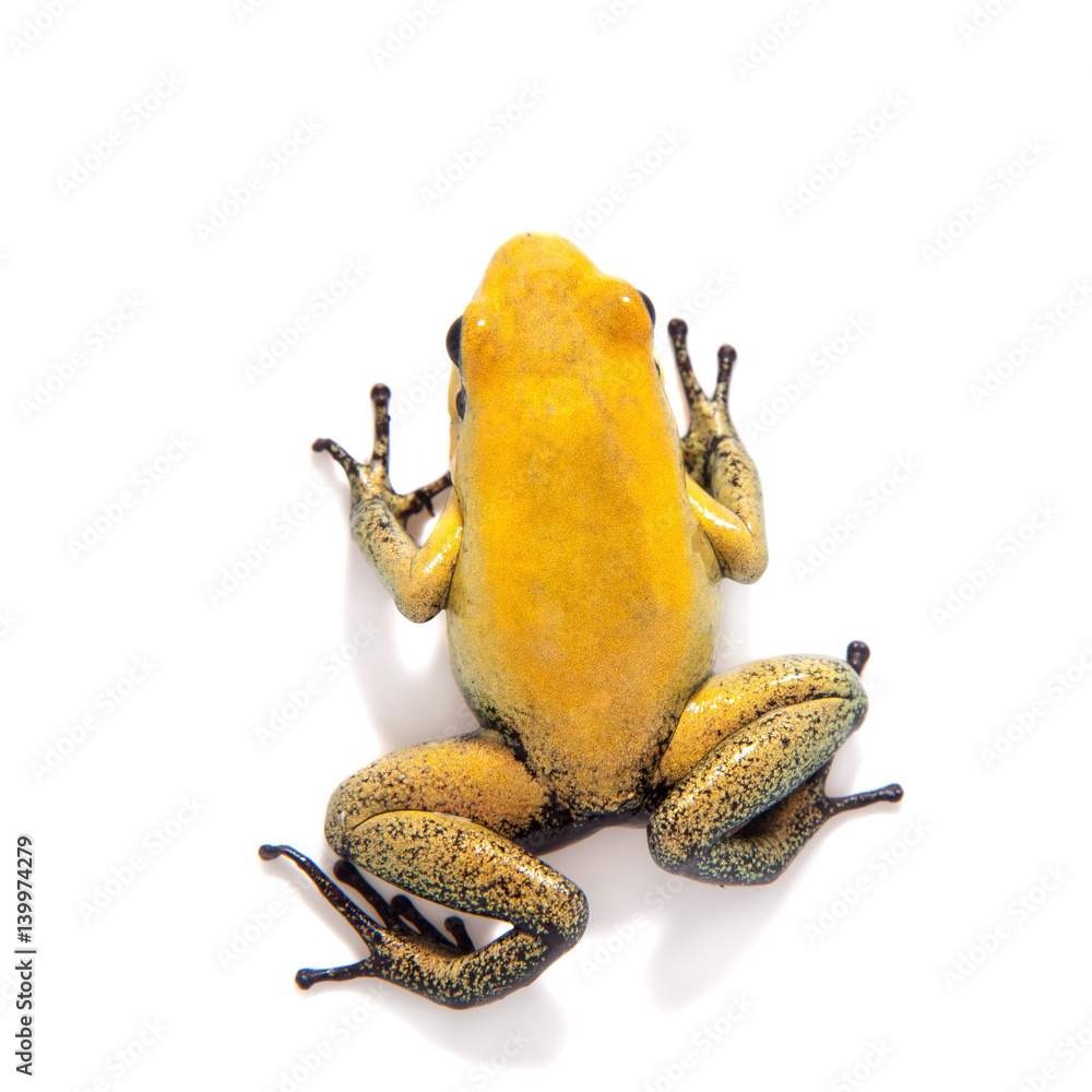 Fototapeta premium Black-legged poison frog on white