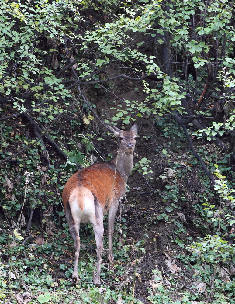 Obraz premium wildlife
