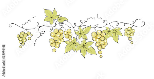 Design elements -- vine / Color vector illustration, green grapes --  drawing, sketch