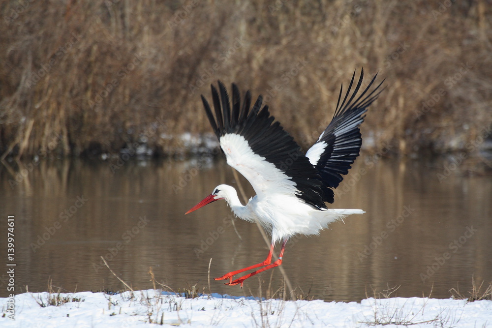 Fototapeta premium wildlife