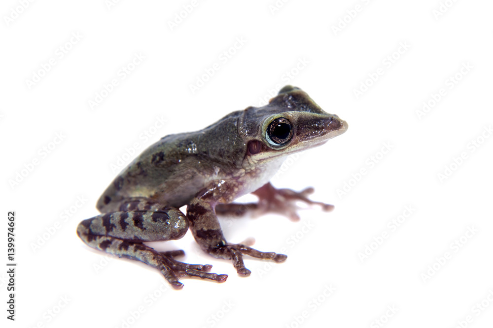 Obraz premium The shovel-headed tree frog, triprion petasatus, on white