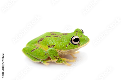 The round-snout pygmy frog on white