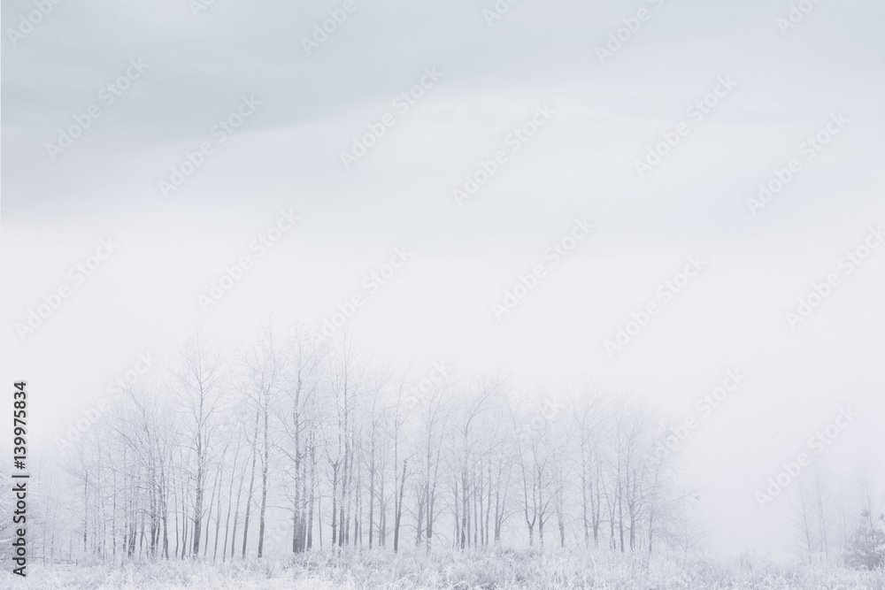Minimalistic winter foggy landscape with forest, covered with hoarfrost. Low angle view. Minimalistic winter foggy landscape with forest, covered with hoarfrost. Low angle view.