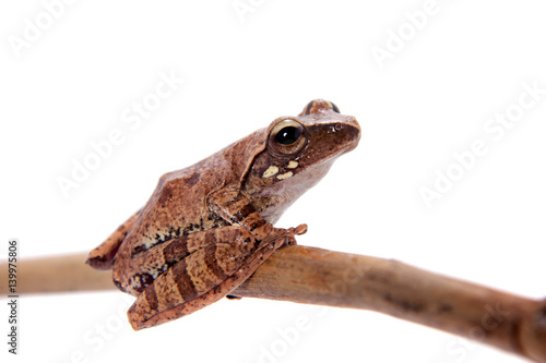 Orlov's flying frog, Rhacophorus orlovi, on white photo