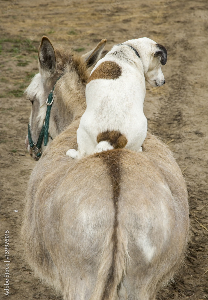 Jack Russel Terrier riding back of Miniature donkey Jack Russel Terrier riding back of Miniature donkey