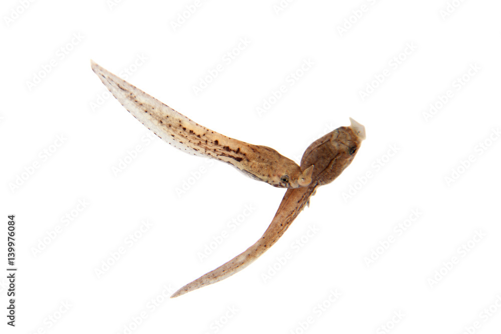 The long-nosed horned frog's tadpole growth on white The long-nosed horned frog's tadpole growth on white