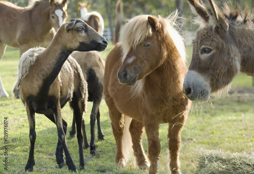 Nubian goat  miniature donley and miniature horse friends