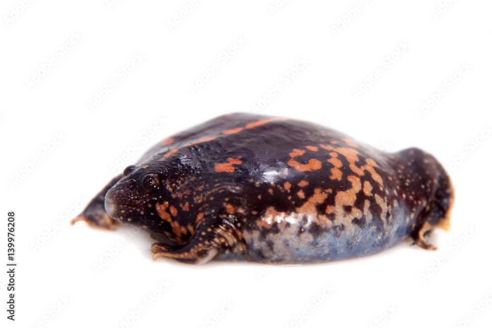 Obraz premium The Mexican burrowing toad on white