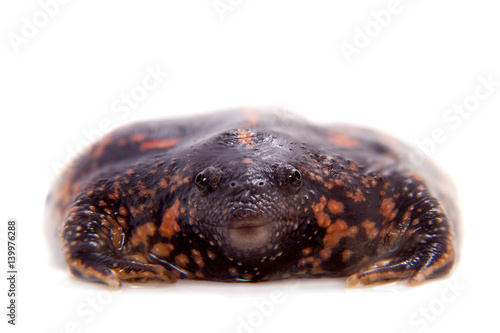 The Mexican burrowing toad on white photo