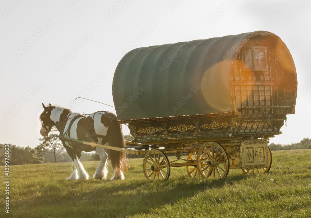 Gypsy Vanner Horse pulling Gypsy caravan or vardo up hillside Stock 写真