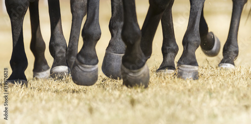 Closeup detail of herd of horse legs running