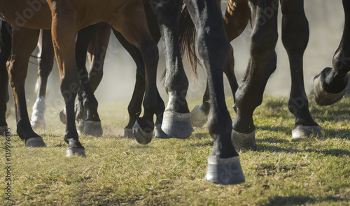 Cuadro en lienzo Closeup detail of herd of horse legs running