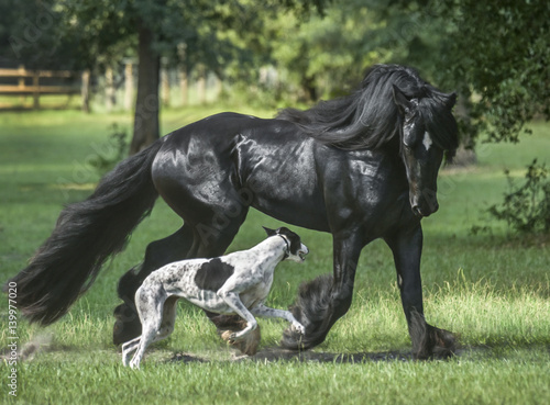 gypsy vanner horse running with Greyhound dog