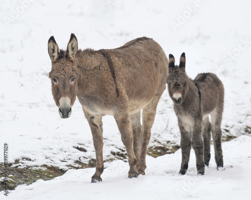 Donkey Jenny with foal in snow