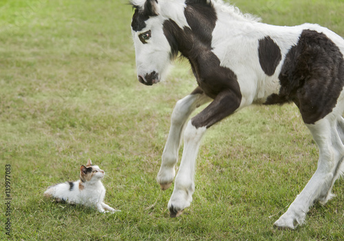 Foal plays with cat on lawn