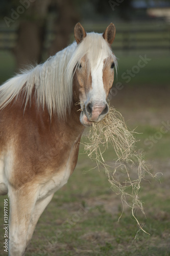 Horse eating hay in pasture