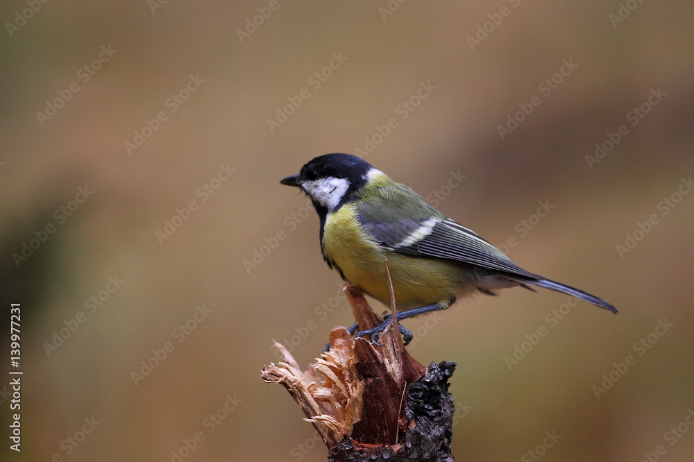 Fototapeta premium Wildlife