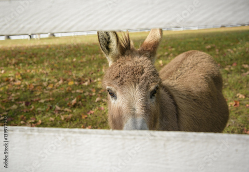 Curious donkey peering through fence boards