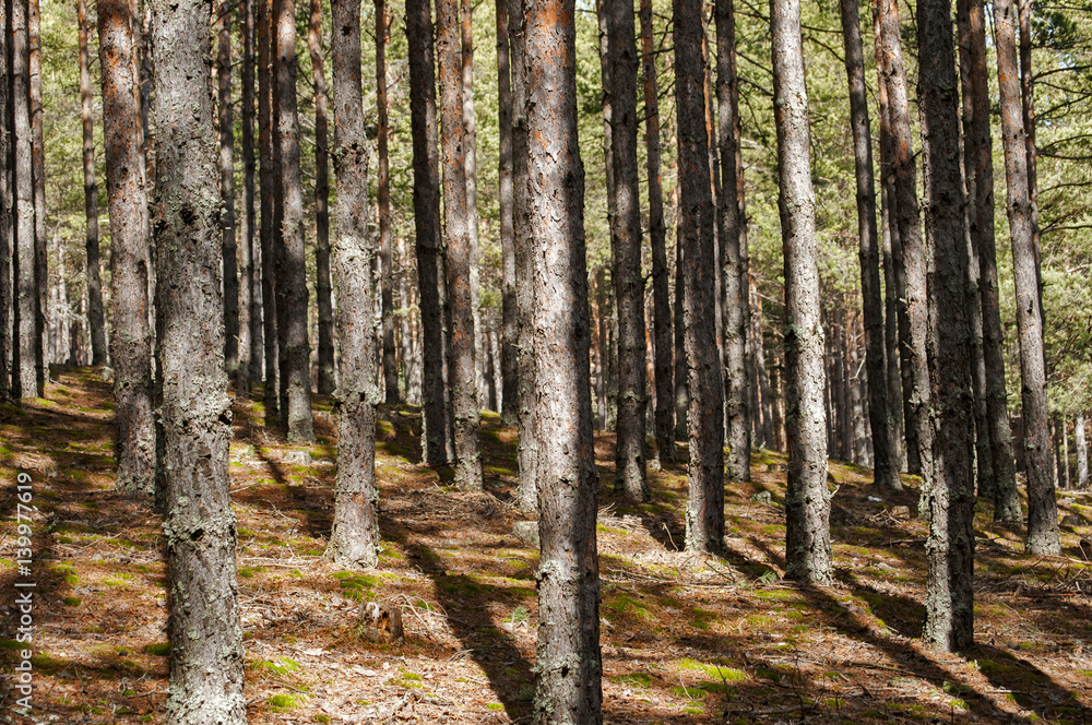 Obraz premium Pine tree trunks in forest closeup in early spring time