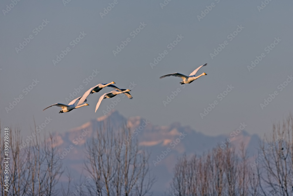 Whooper Swans flying Whooper Swans flying
