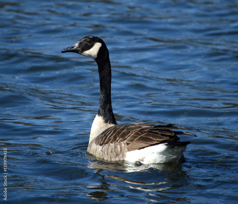 Canada goose swimming in blue water