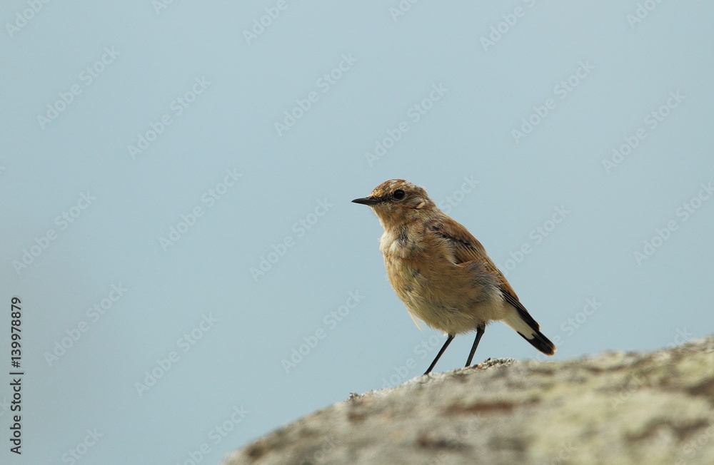 Fototapeta premium animal