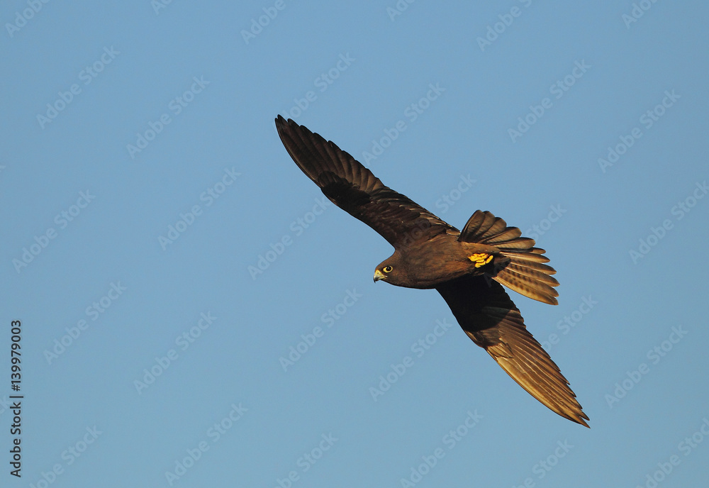 Obraz premium animal