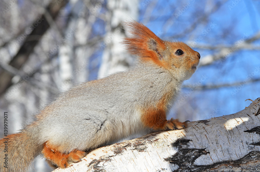 Fototapeta premium Белка на дереве.