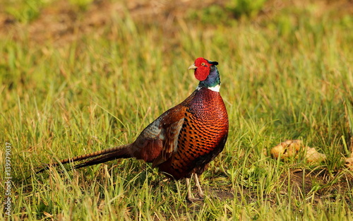 Wallpaper Mural animal Torontodigital.ca