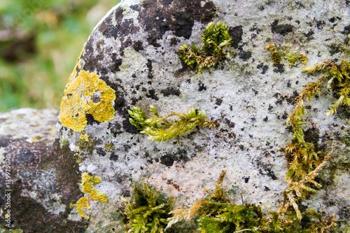 Moss and lichin on a grave stone photo