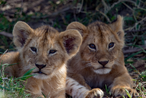 Lions of Masai Mara and Serengeti © WilcoUK