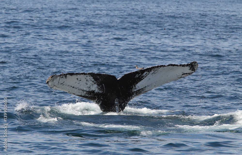 Obraz premium animal