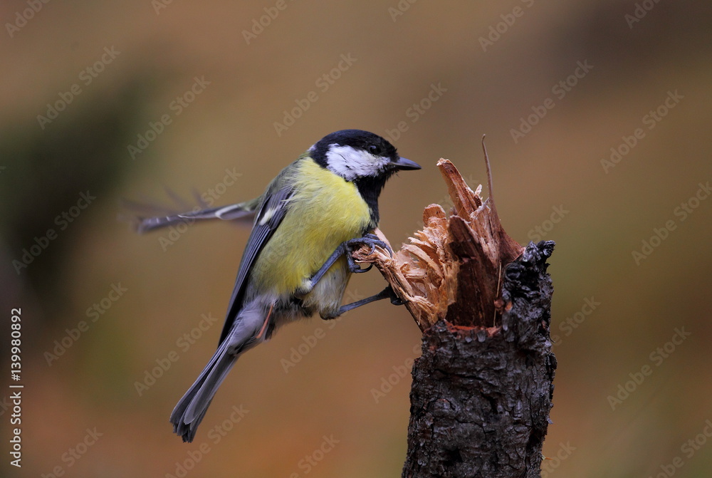 Fototapeta premium animal