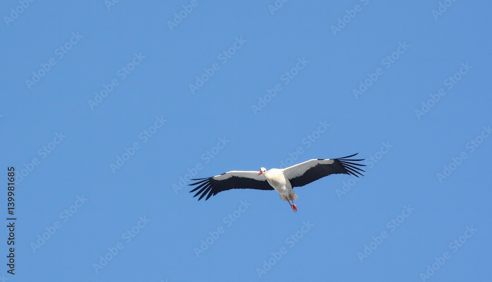 Obraz premium Animal